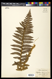 Polystichum braunii image