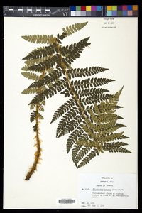 Polystichum braunii image