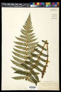 Polystichum braunii image