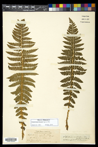 Polystichum braunii image