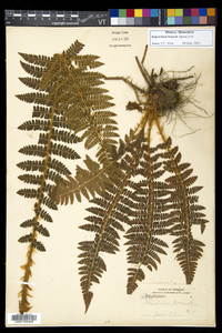 Polystichum braunii image