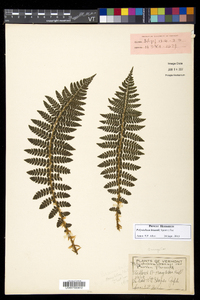 Polystichum braunii image