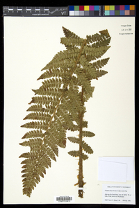 Polystichum braunii image