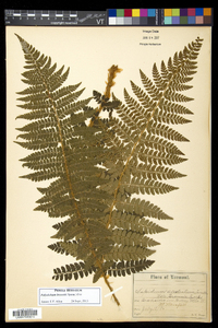 Polystichum braunii image