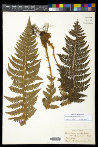 Polystichum braunii image