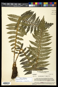 Polystichum braunii image