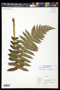 Polystichum braunii image