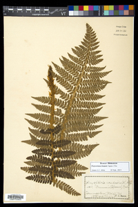Polystichum braunii image