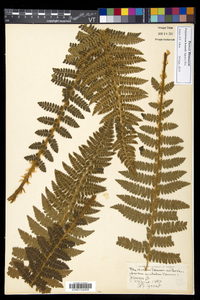 Polystichum braunii image