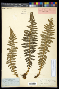 Polystichum braunii image