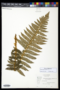 Polystichum braunii image