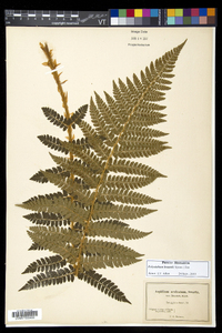 Polystichum braunii image