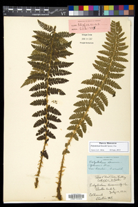 Polystichum braunii image