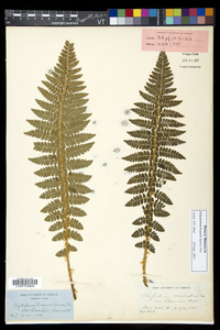 Polystichum braunii image