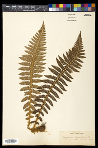 Polystichum braunii image