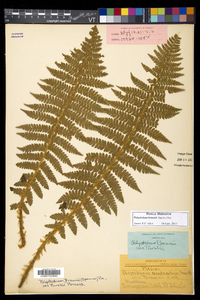 Polystichum braunii image