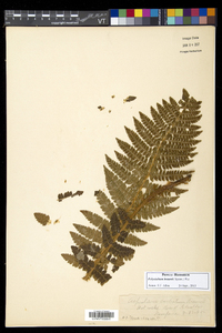 Polystichum braunii image