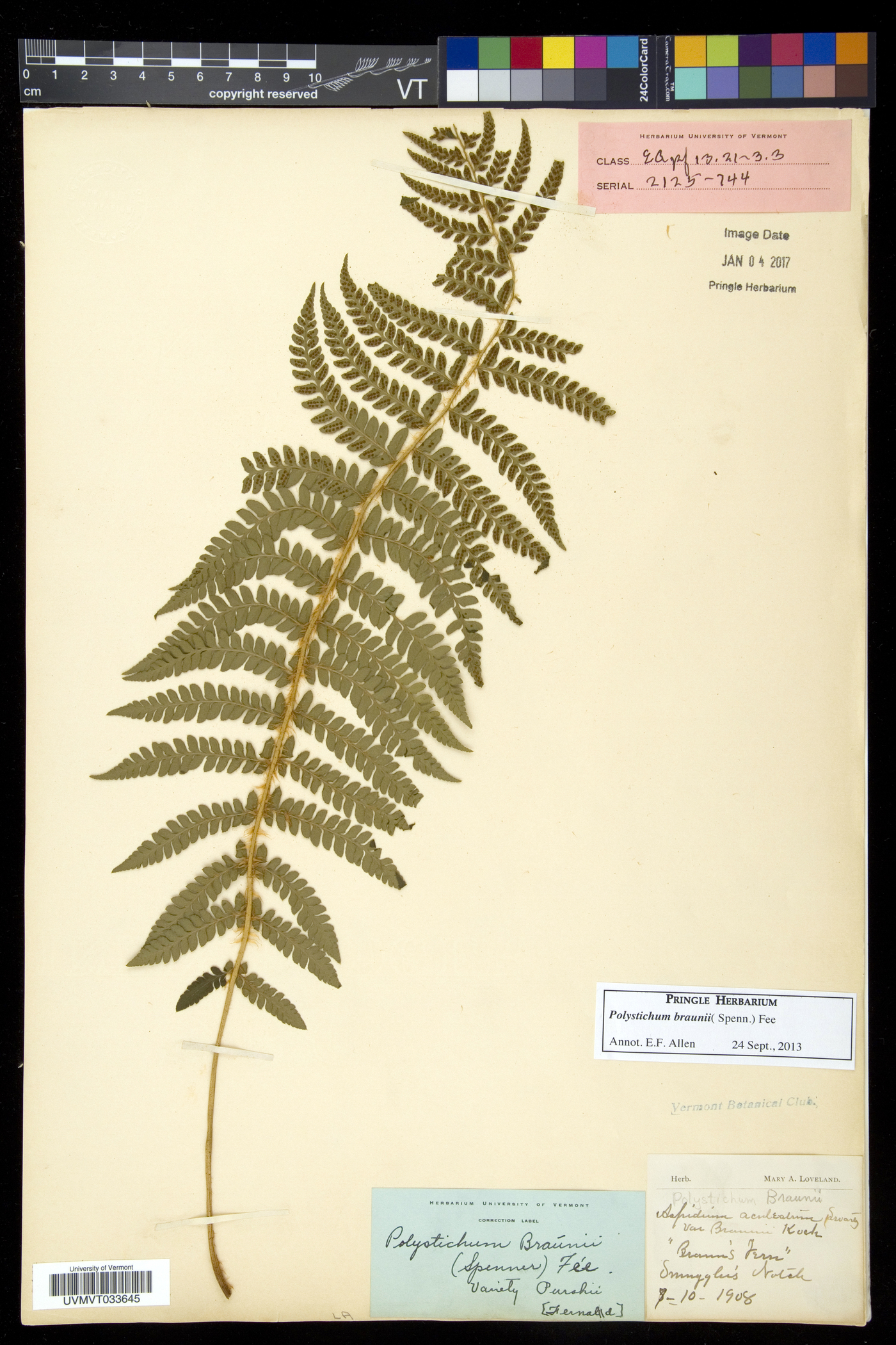 Polystichum braunii image