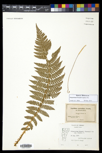 Polystichum braunii image