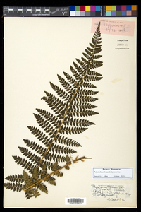 Polystichum braunii image