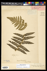 Polystichum braunii image