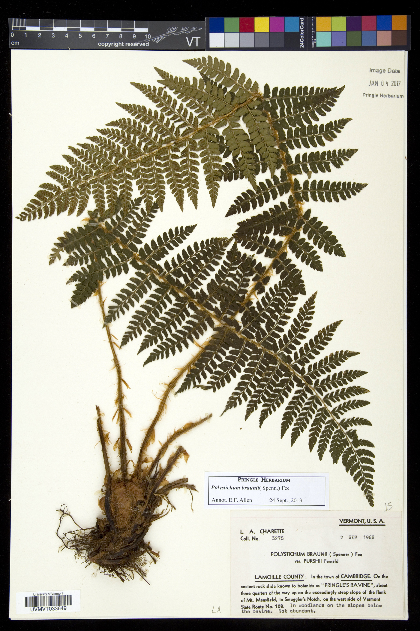 Polystichum braunii image