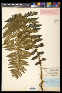 Polystichum braunii image