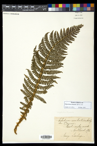 Polystichum braunii image
