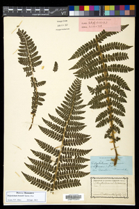 Polystichum braunii image