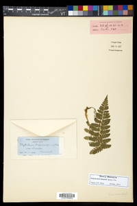 Polystichum braunii image