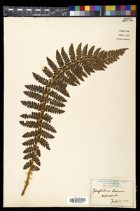 Polystichum braunii image