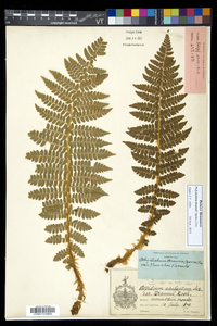 Polystichum braunii image