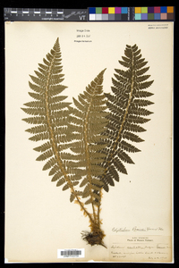 Polystichum braunii image