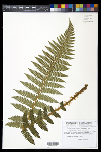 Polystichum braunii image