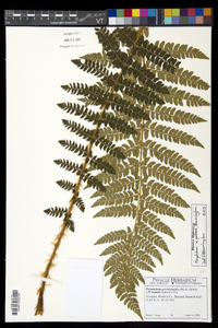 Polystichum x potteri image