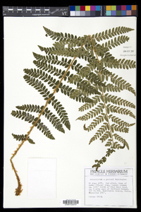 Polystichum x potteri image