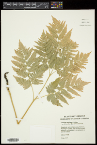 Pteridium aquilinum subsp. latiusculum image