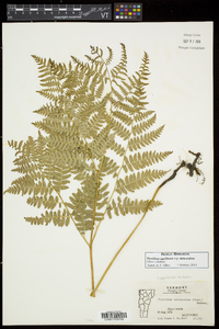 Pteridium aquilinum subsp. latiusculum image