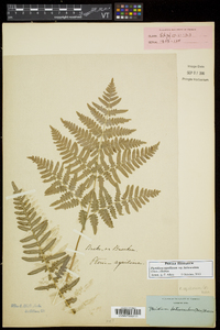 Pteridium aquilinum subsp. latiusculum image