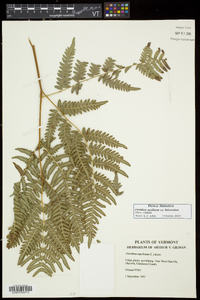 Pteridium aquilinum subsp. latiusculum image