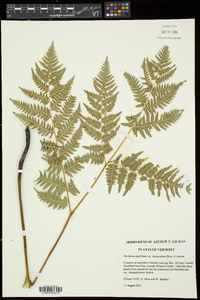 Pteridium aquilinum subsp. latiusculum image