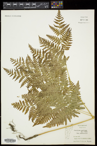 Pteridium aquilinum subsp. latiusculum image