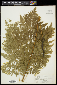 Pteridium aquilinum subsp. latiusculum image