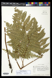 Pteridium aquilinum subsp. latiusculum image