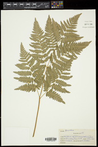 Pteridium aquilinum subsp. latiusculum image