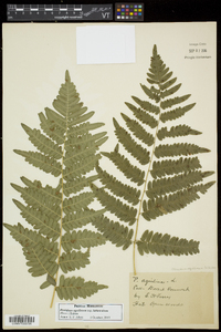 Pteridium aquilinum subsp. latiusculum image