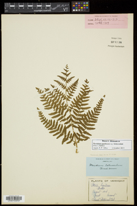 Pteridium aquilinum subsp. latiusculum image