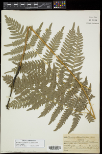 Pteridium aquilinum subsp. latiusculum image