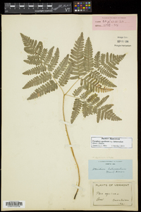 Pteridium aquilinum subsp. latiusculum image