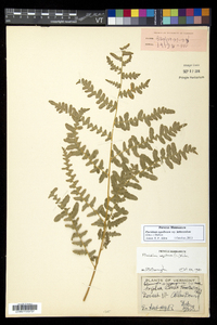 Pteridium aquilinum subsp. latiusculum image